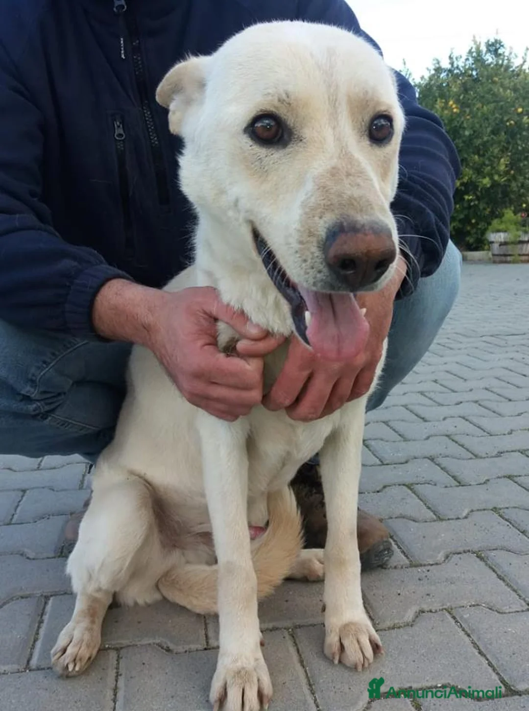 Meticcio cani in regalo: DOLCE E BUONO ARISTIDE IN REGALO a Città metropolitana di Catania - Annuncio 3