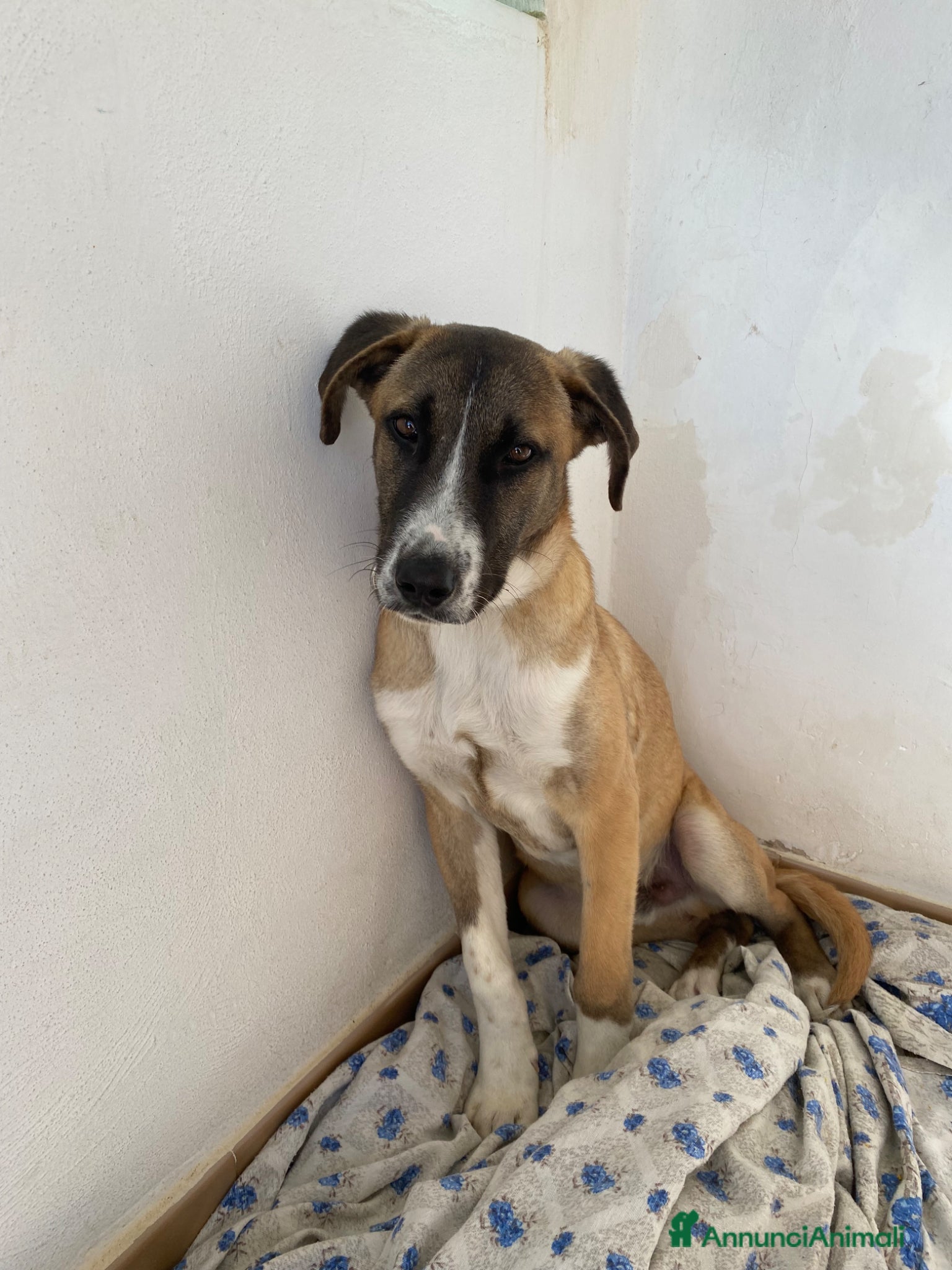 Meticcio cani Cucciolo di meticcio in regalo - Annuncio 11