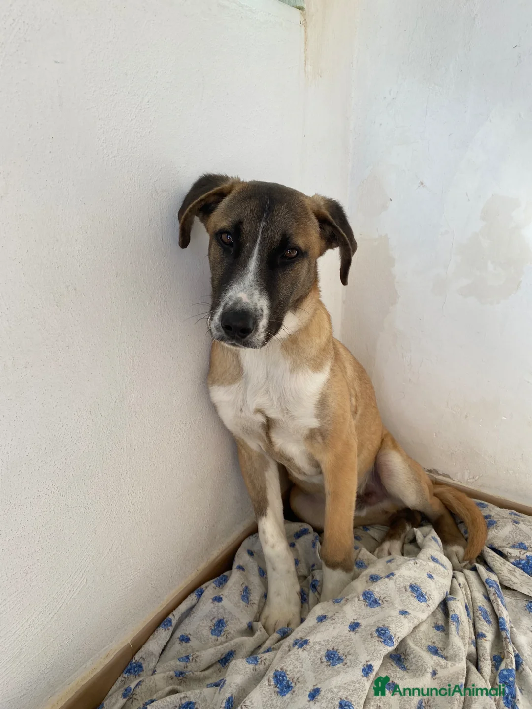 Meticcio cani in regalo: Cucciolo di meticcio in regalo - Annuncio 1