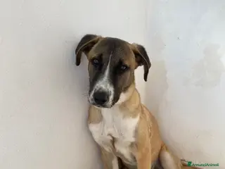 Meticcio cani Cucciolo di meticcio in regalo - Annuncio 11