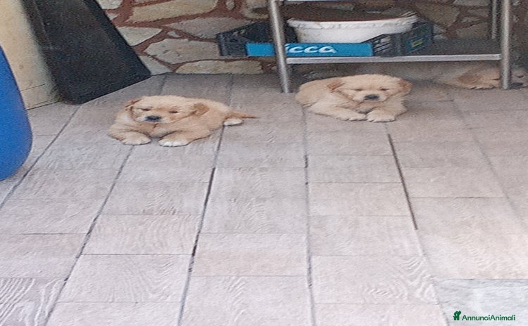 Golden Retriever cani a Città Metropolitana di Napoli - Annuncio 6