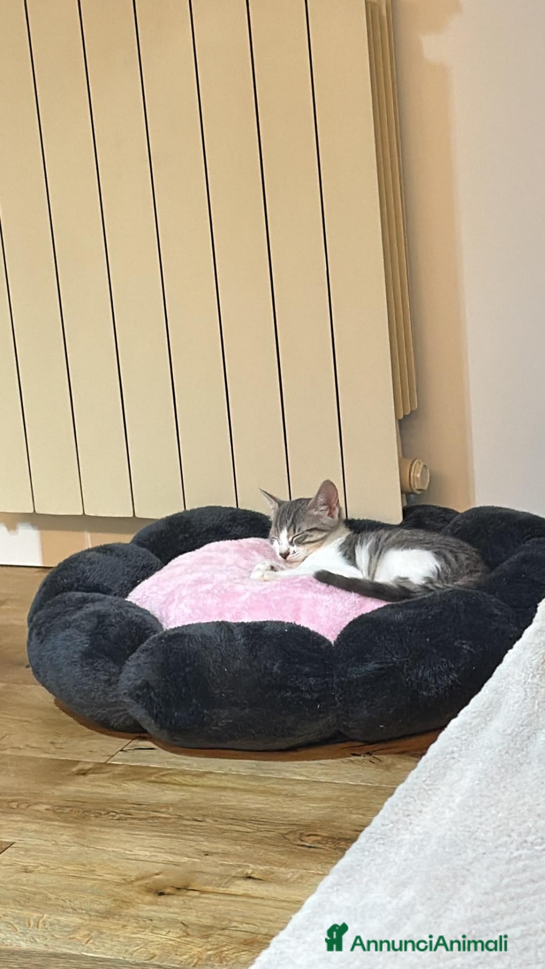 Altre razze gatti GATTINA GIOCHERELLONA  - Annuncio 8