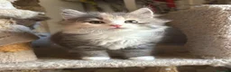 Siberiano gatti in vendita: Freya, bellissima gattina siberiana - Annuncio 8