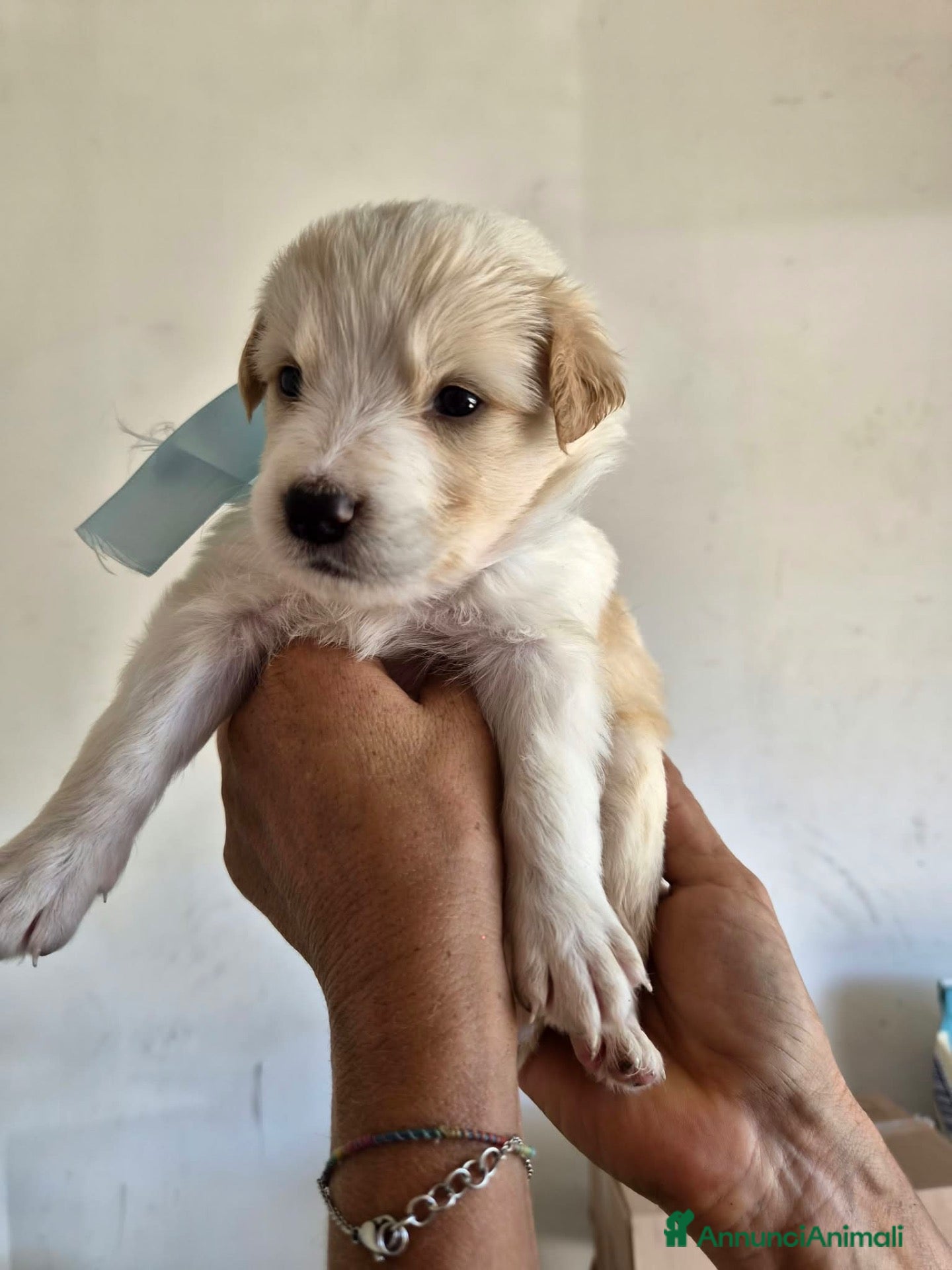 Meticcio cani Bigné cerca casa - Annuncio 32