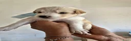 Meticcio cani in regalo: Bigné cerca casa - Annuncio 1