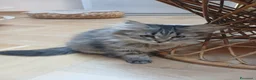 Siberiano gatti in vendita: Bellissimo cucciolo siberiano a Città Metropolitana di Bologna - Annuncio 9