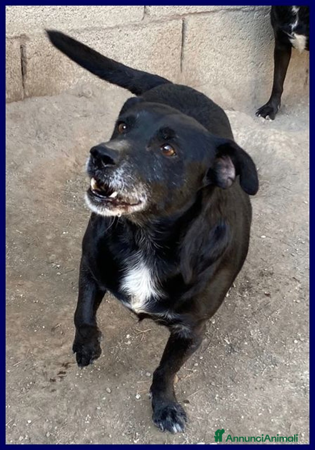 Meticcio cani in regalo: SOUND festoso e buono sui 10kg - Annuncio 3