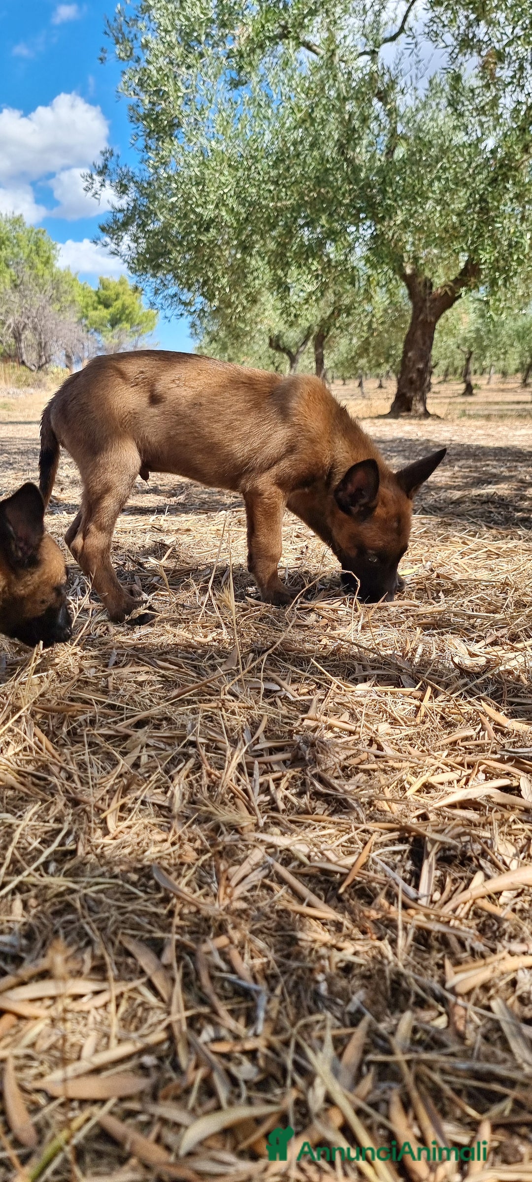 Pastore Belga cani in vendita: Cuccioli Pastore Belga Malinois Napoli Caserta - Annuncio 4