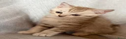 Scottish gatti in vendita: Disponibile - Annuncio 4