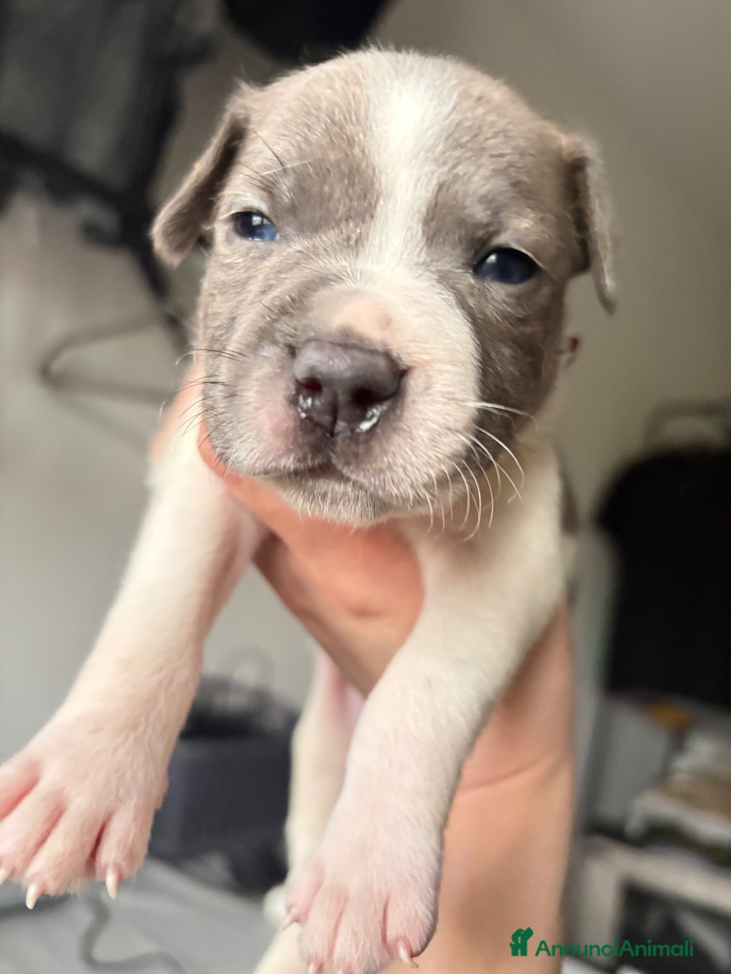 Staffordshire cani Cuccioli di Staffordshire bull terrier - Annuncio 30