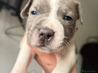 Staffordshire cani Cuccioli di Staffordshire bull terrier - Annuncio 30