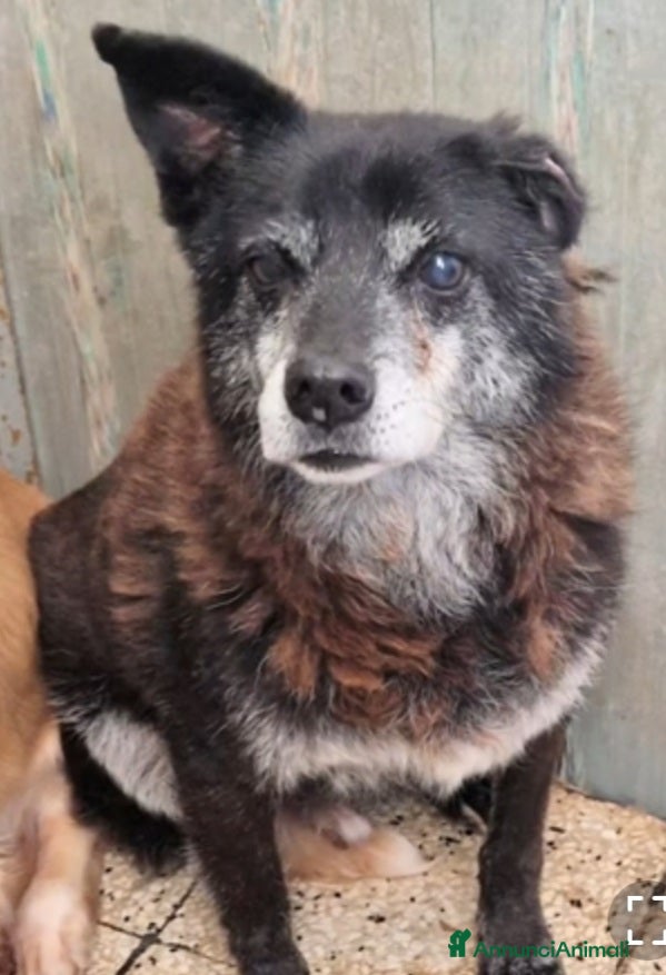 Meticcio cani Skizzo 10anni TOGLIAMOLO DAL CANILE!! PUGLIA SOS - Annuncio 2