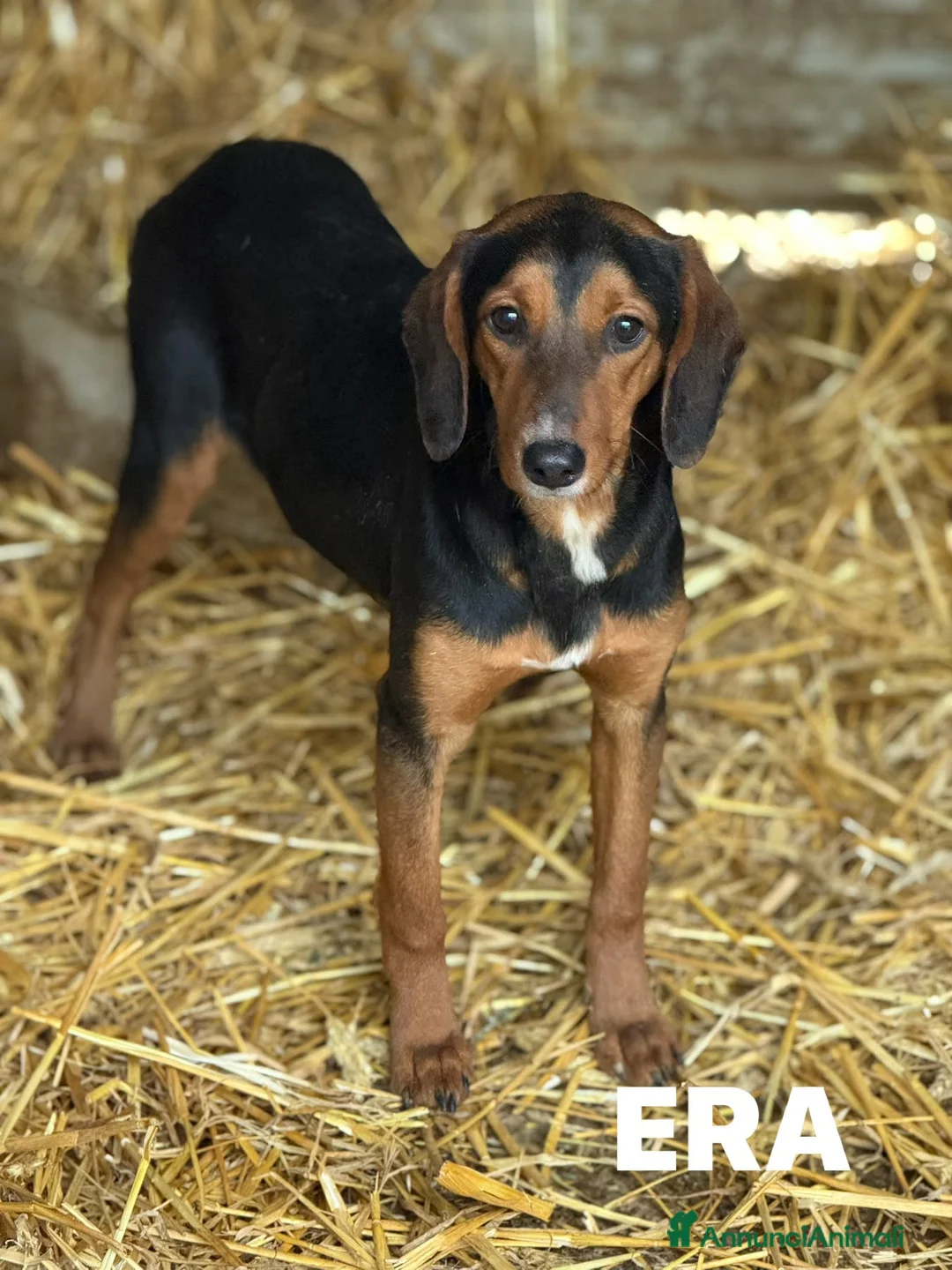 Meticcio cani in regalo: ERA, cucciolona tanto coccolona! - Annuncio 2