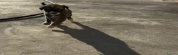 Meticcio cani in regalo: 3 bellissime cucciole cercano casa a Libero consorzio comunale di Ragusa - Annuncio 13