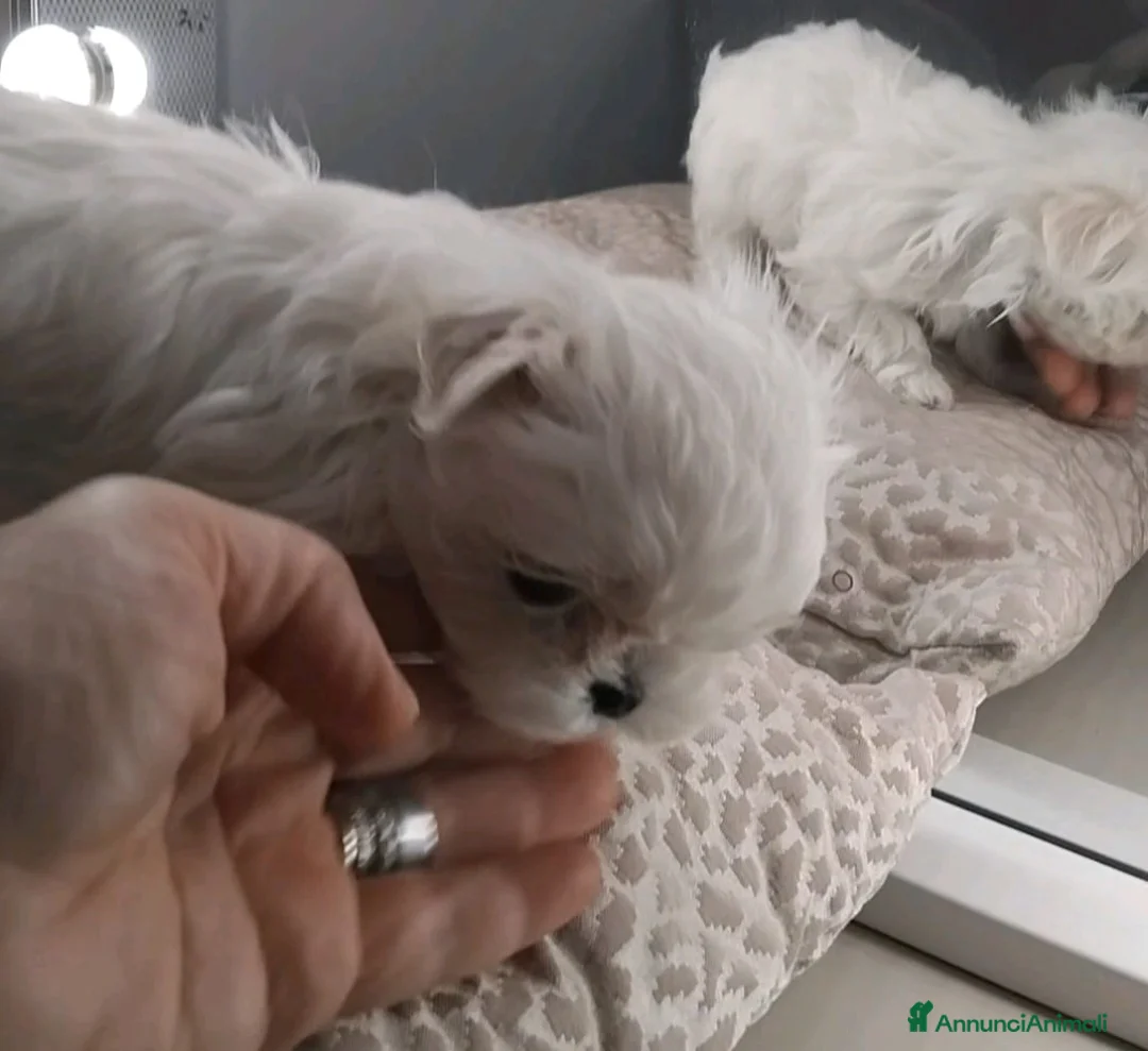 Maltese cani in vendita: cuccioli linea coreana - Annuncio 2