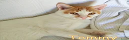 Europeo gatti in regalo:  TOMMY DOLCISSIMO GATTINO - Annuncio 7