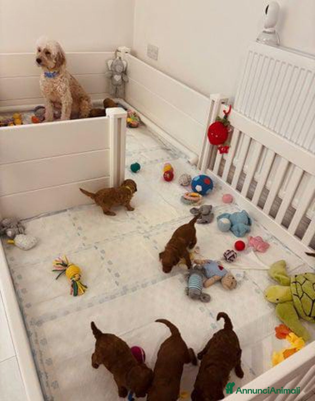 Meticcio cani in vendita: Cuccioli di Mini Goldendoodle F1BB - Annuncio 30