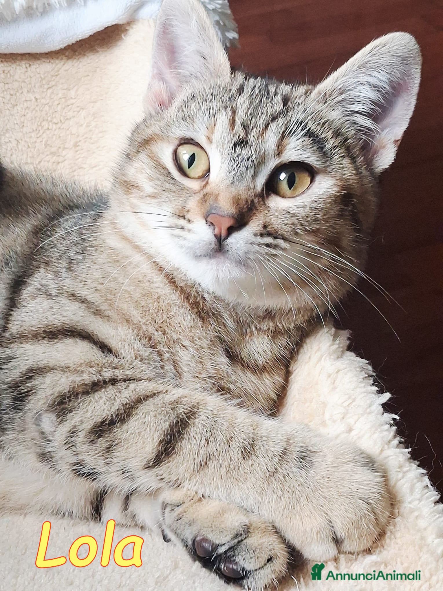 Europeo gatti LOLA cerca casa - Annuncio 40