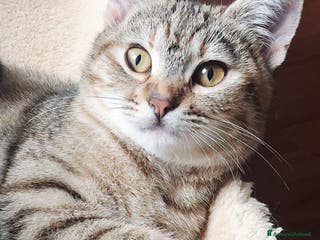 Europeo gatti LOLA cerca casa - Annuncio 40