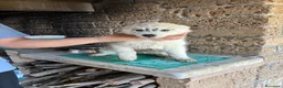 Husky cani in vendita: cuccioli di husky  - Annuncio 12