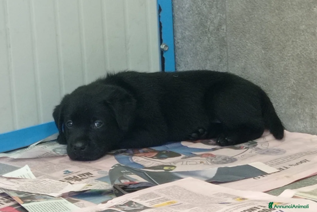 Labrador cani in vendita: Labrador Retriever  a Provincia di Ferrara - Annuncio 1