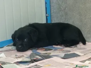 Labrador cani Labrador Retriever - Annuncio 1