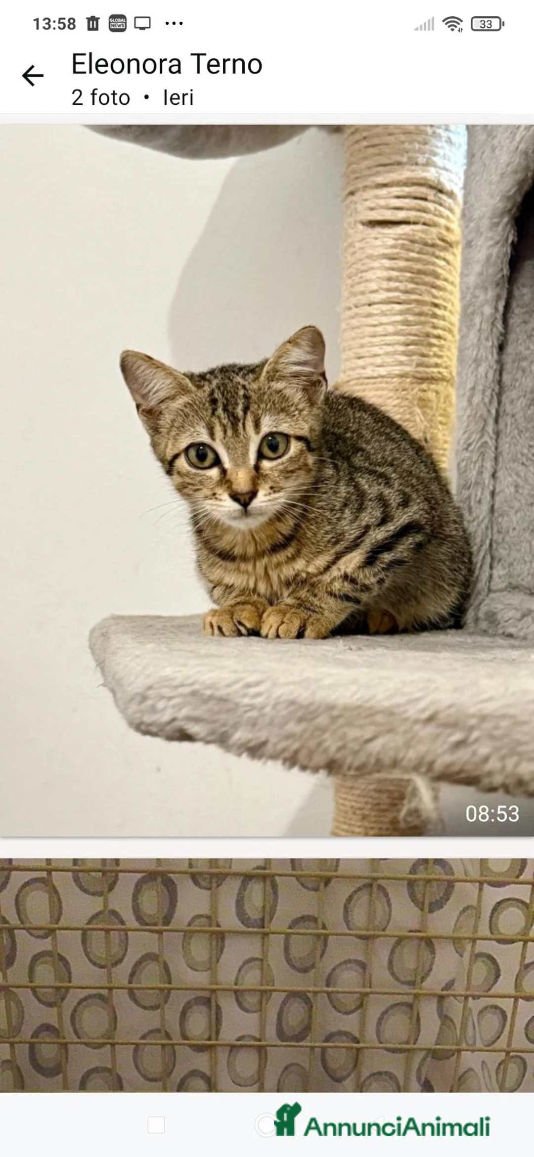 Meticcio gatti in regalo: Due gattini di 4 mesi cercano casa - Annuncio 1