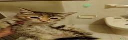 Meticcio gatti in regalo: Piccola tigratina, circa 2 mesi  - Annuncio 4