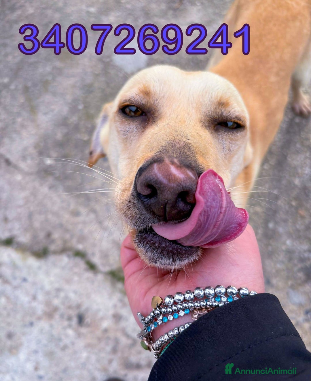 Meticcio cani in regalo: OLLY 💙-ancora aspetta: dolcissimo, nessuno chiama - Annuncio 2