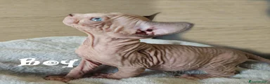 Sphynx Gattino 2