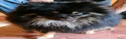 Volpino Pomerania cani per accoppiamento: STALLONE - Annuncio 2