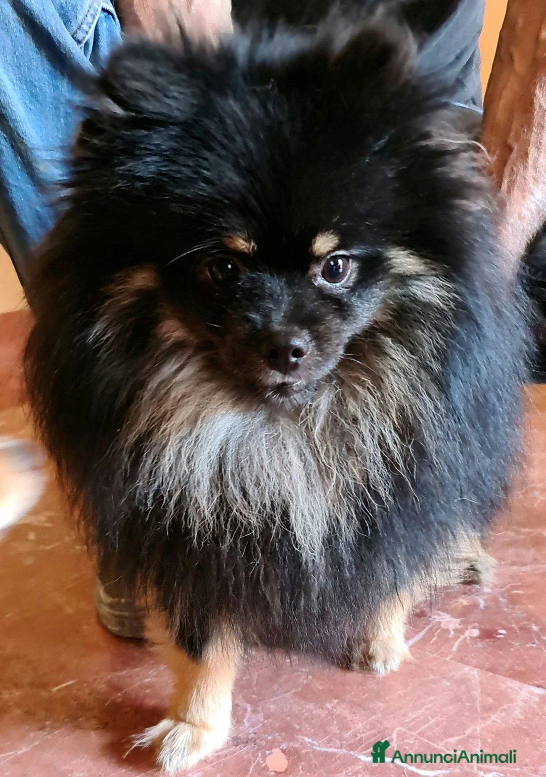 Volpino Pomerania cani per accoppiamento: STALLONE - Annuncio 2