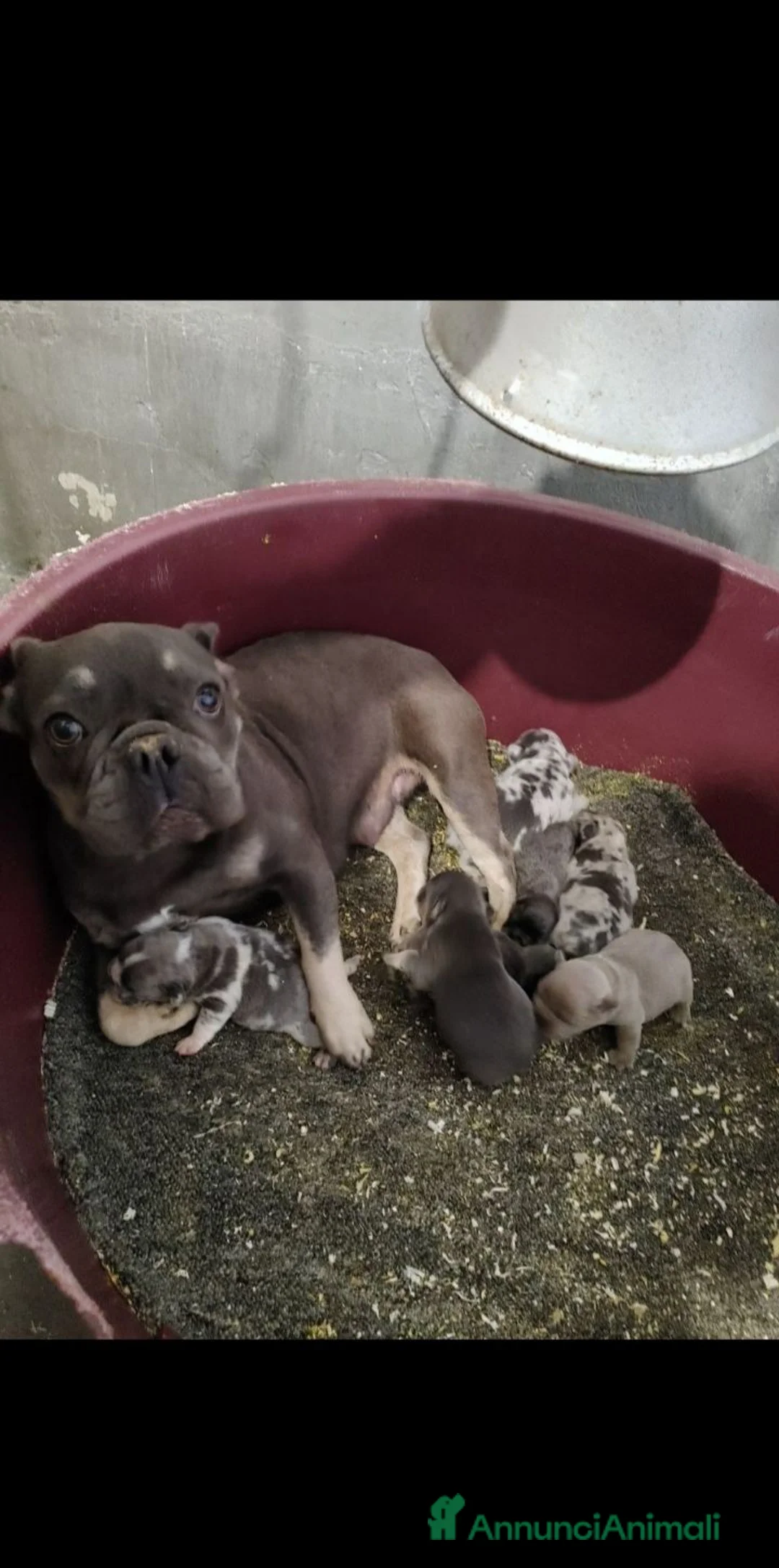 Bulldog Francese cani in vendita: Bulldog francesi merle e blu - Annuncio 10