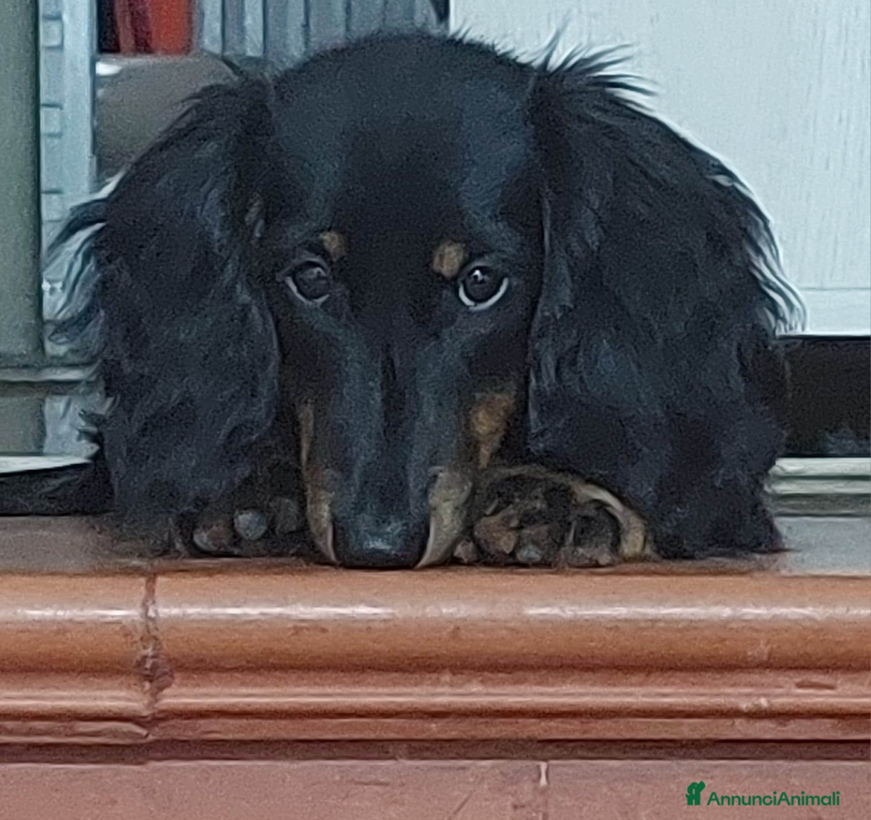 Bassotto cani BASSOTTO NANO A PELO LUNGO - Annuncio 3