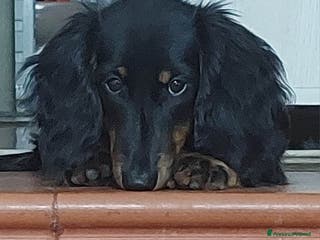 Bassotto cani BASSOTTO NANO A PELO LUNGO - Annuncio 3