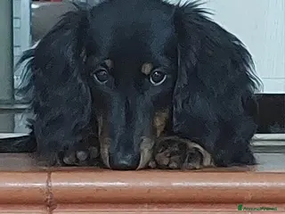 Bassotto cani BASSOTTO NANO A PELO LUNGO - Annuncio 6