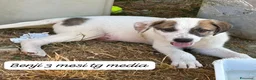 Meticcio cani in regalo: Bellissimi cuccioli da salvare  a Città Metropolitana di Bologna - Annuncio 9