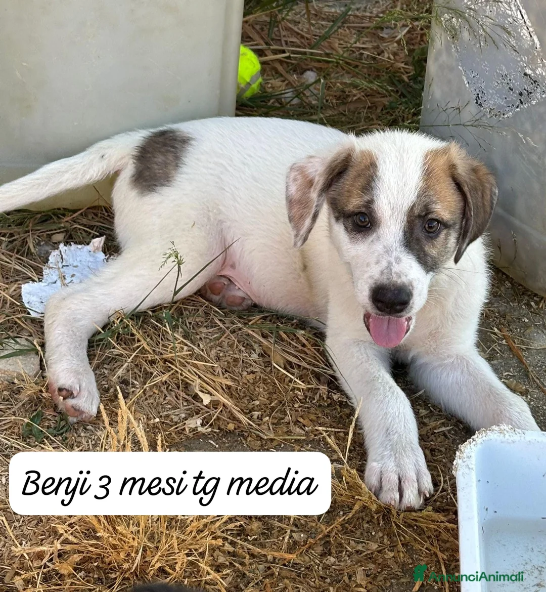 Meticcio cani in regalo: Bellissimi cuccioli da salvare  a Città Metropolitana di Bologna - Annuncio 9