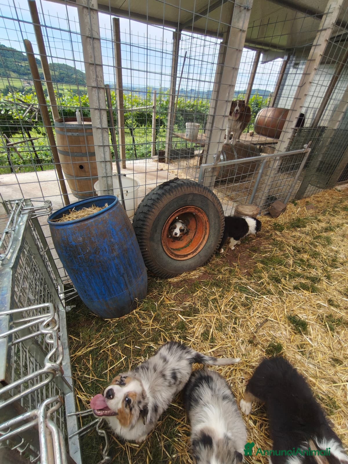 Australian Shepherd cani in vendita: Cucciolo Australian sheperd - Pastore Australiano - Annuncio 3