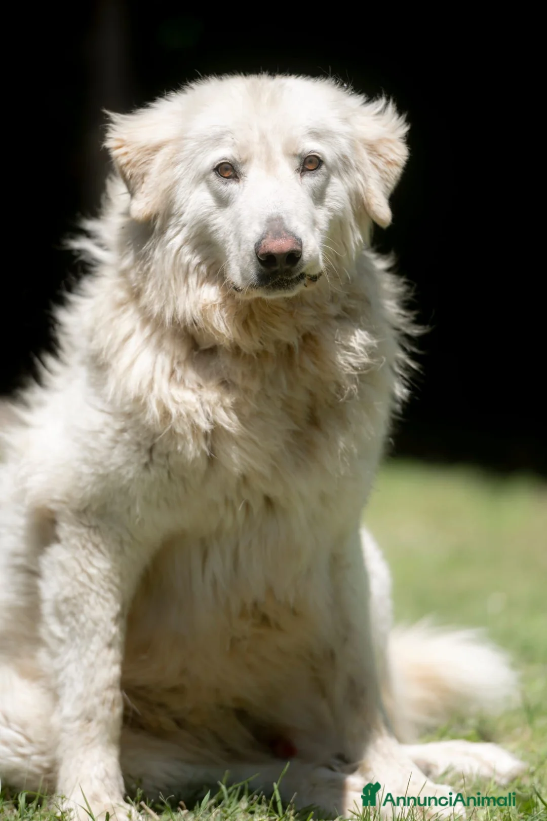 Meticcio cani in regalo: YELLOW MERITA UNA VITA VERA, NON LO CREDI ANCHE TU - Annuncio 1