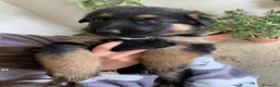 Pastore Tedesco cani in vendita: Disponibili cuccioli di pastore tedesco a Provincia del Sulcis Iglesiente - Annuncio 6