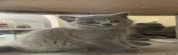 Scottish gatti in vendita: Scotish fold straight  a Città Metropolitana di Venezia - Annuncio 6