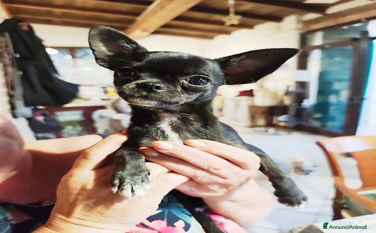 Chihuahua cani - Annuncio 2