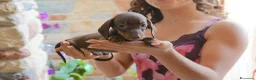 Bassotto cani in vendita: Bassotti con pedigree enci - Annuncio 6