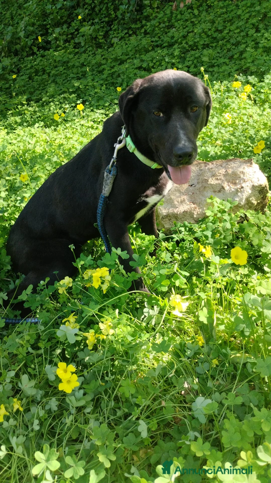 Meticcio cani in regalo: MOLLY DOLCISSIMA MIX LABRADORINA  a Provincia di Varese - Annuncio 7