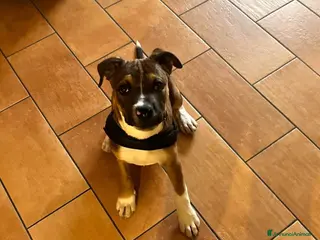 Meticcio cani IL BELLISSIMO DEMON - Annuncio 2