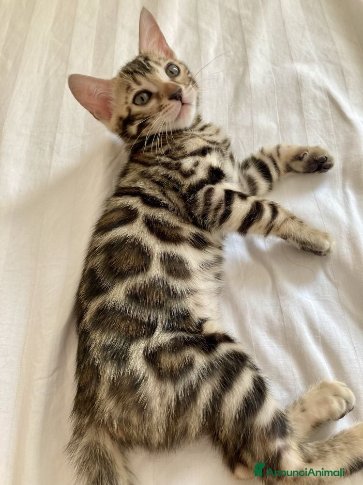 Bengala gatti Bengala  - Annuncio 4