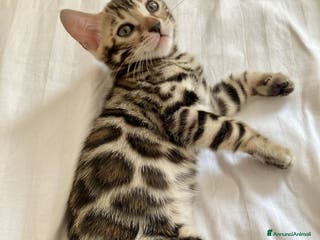 Bengala gatti Bengala - Annuncio 4