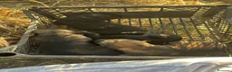 Meticcio cani in regalo: Cuccioli meticci  a Città metropolitana di Roma Capitale - Annuncio 19