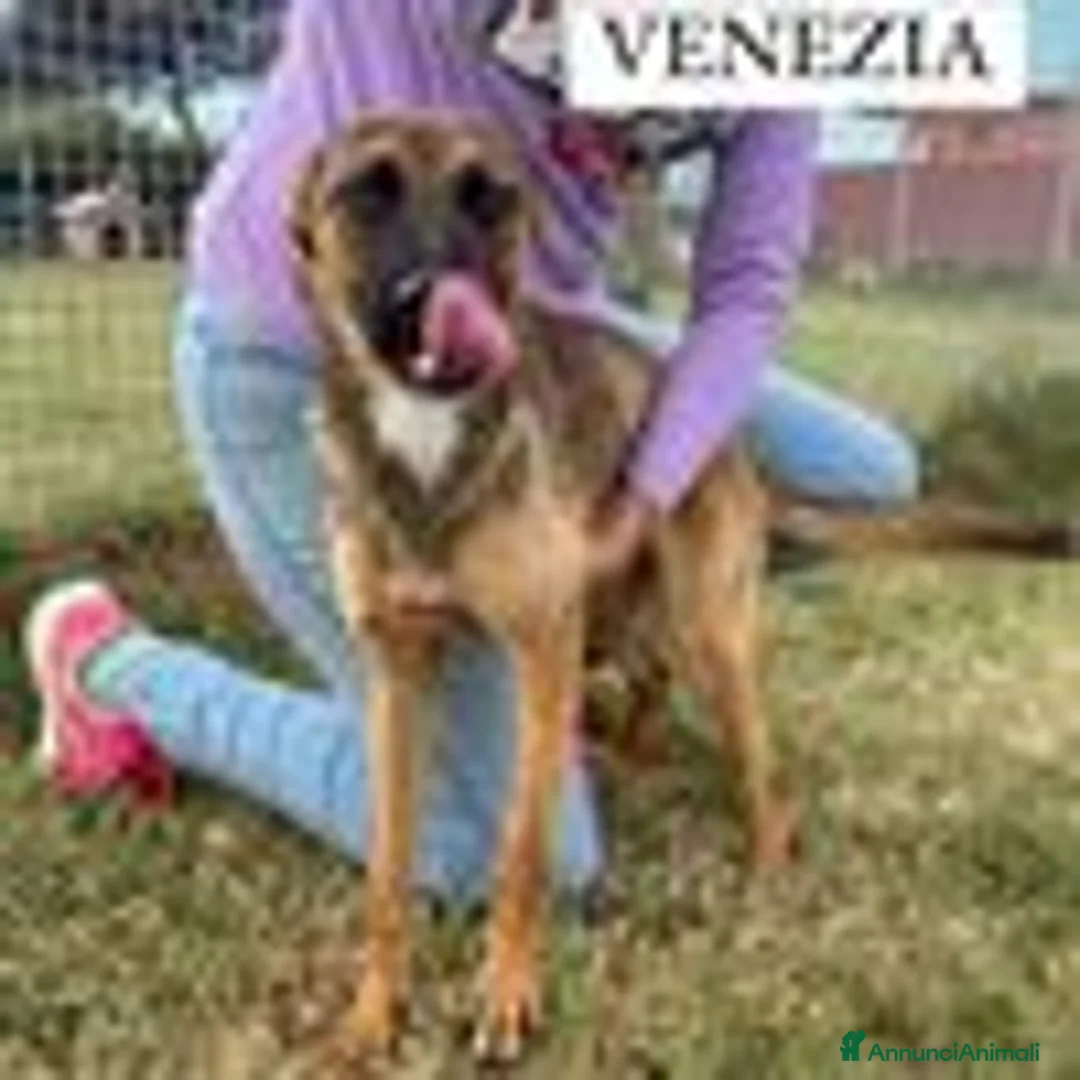 Meticcio cani in regalo: l allegra brigata lupetti di taglia media  a Provincia di Latina - Annuncio 4